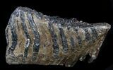 Rare Fossil Palaeoloxodon Molar #35932-1
